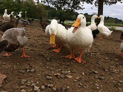ducks, lake, nature, bird, duck, avian, outdoor