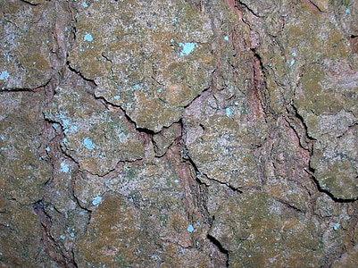 écorce d’arbre, Closeup, fissures