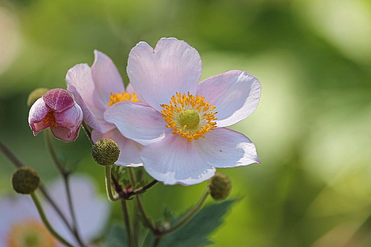 Anemone, höst anemone, Blossom, Bloom, trädgårds-växt, hahnenfußgewächs, naturen