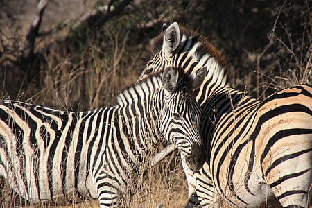 Zebras, Afrika, Wildlife, Safari, dyr, jungle, eventyr