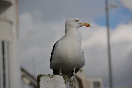 gull, bird, animal, seagull, nature, sea ​​bird, sea