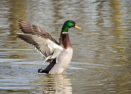 鸭, 绿头鸭, 翼, 水, 羽毛, 一种动物, 在野外的动物