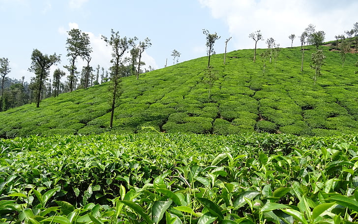 čajová záhrada, čaj, rastlín, Plantation, Estate, Shree ganga, chikmagalur