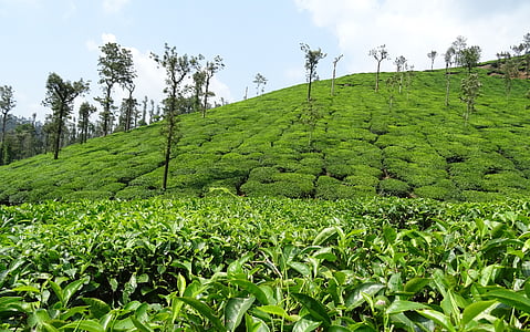 tea garden, tea, plant, plantation, estate, shree ganga, chikmagalur