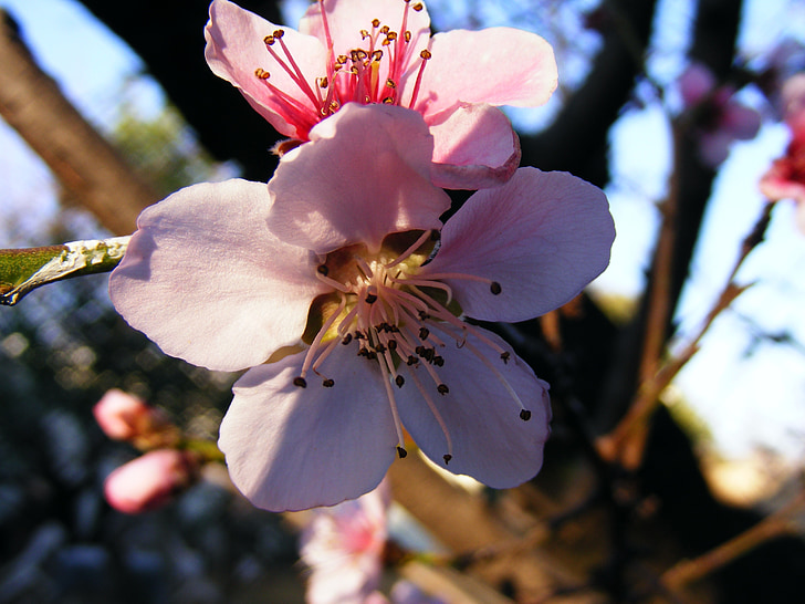 Цветет, Весна, абрикос, розовый, цветок