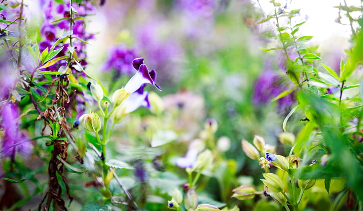 fleur, Purple, nature, fleur pourpre, fleurs violettes, floral, printemps