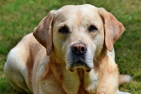 pes, Labrador, portrét