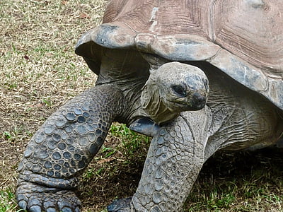 черепаха, сповільнити, великий, гігант, земноводні, оболонка, на межі зникнення