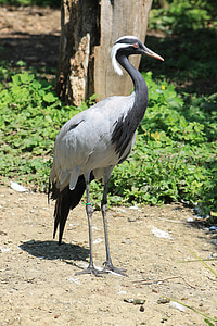 Heron, lind, Zoo