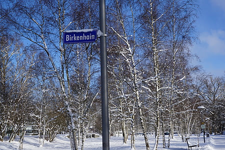salju, musim dingin, Birch, hutan, perisai, diam, Tuttlingen