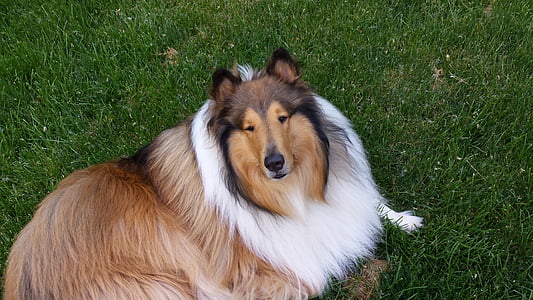 collie, tricolor, dog, pet, breed, cute, animal