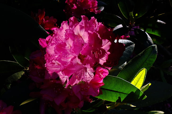 Rododendron, liliom, virág, vissza a fény, lichtspiel, virágok, tavaszi