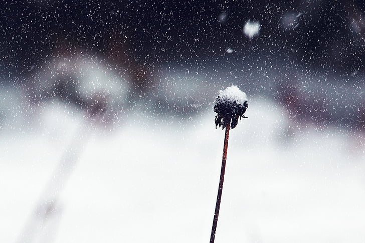 blur, close-up, cold, flower, focus, frozen, ice