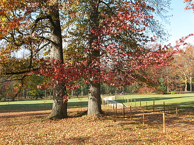 Jesenska drevesa, padec, jeseni, naravne