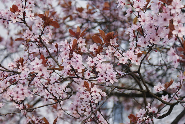 fleurs, fleur de cerisier, s’épanouir, arbre, nature, couleur rose, printemps