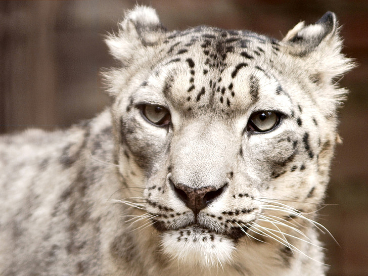Snow leopard, portré, keres, Stare, arc, fej, macska