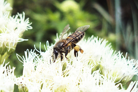 ผึ้ง, ผึ้ง, ต่อย, ศรีลังกา, ซีลอน, ธรรมชาติ, สัตว์