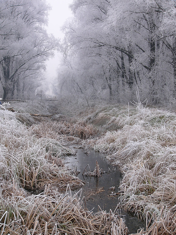 Vinter, Frost, hvit, snø, natur, kald - temperatur, treet
