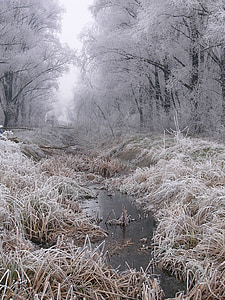 ziemas, salna, balta, sniega, daba, aukstā - temperatūra, koks