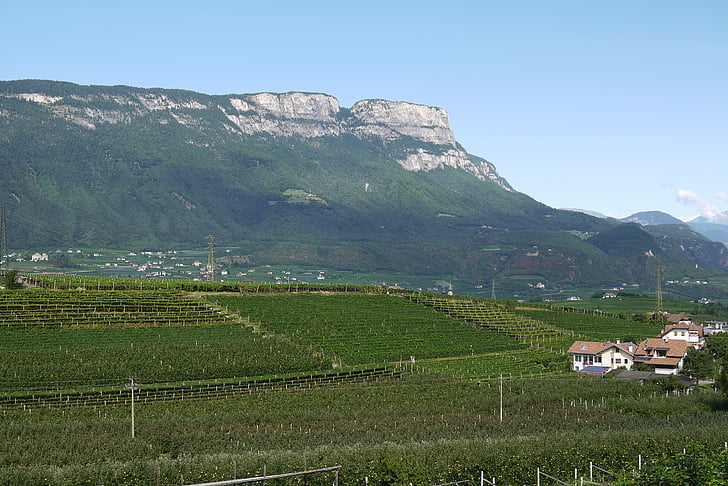 south tyrol, vineyards, mountains