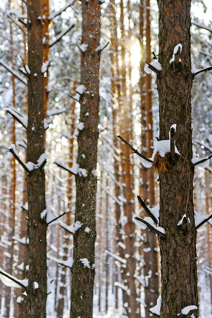 mặt trời, Frost, tuyết, khu rừng mùa đông, Thiên nhiên, phong cảnh mùa đông, chi nhánh