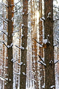 solen, Frost, snö, Winter forest, naturen, vinterlandskap, gren