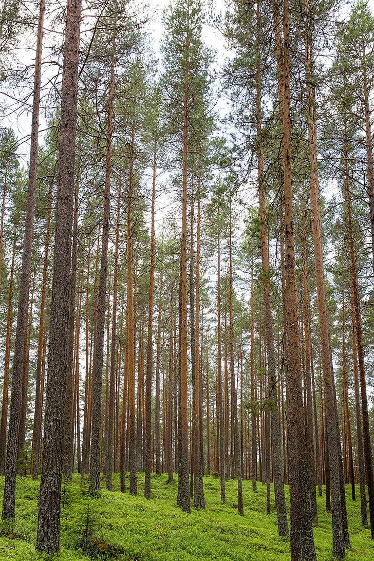 forest, trunks, vertical, straight, trees, wood, green