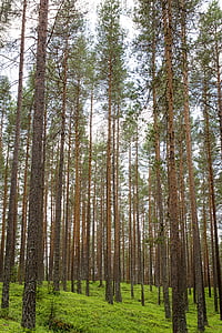 hutan, batang, vertikal, lurus, pohon, kayu, hijau