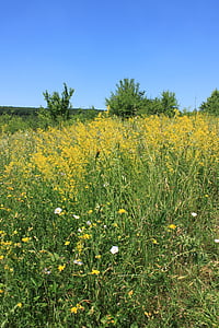 bedstraw, field, flowers, galium, lady, verum, yellow