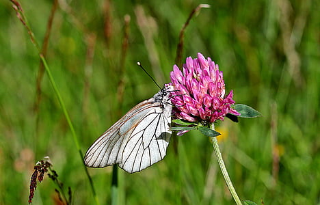 vlinder, boom wit, Aporia crataegi, vlinders, dier, insect, natuur