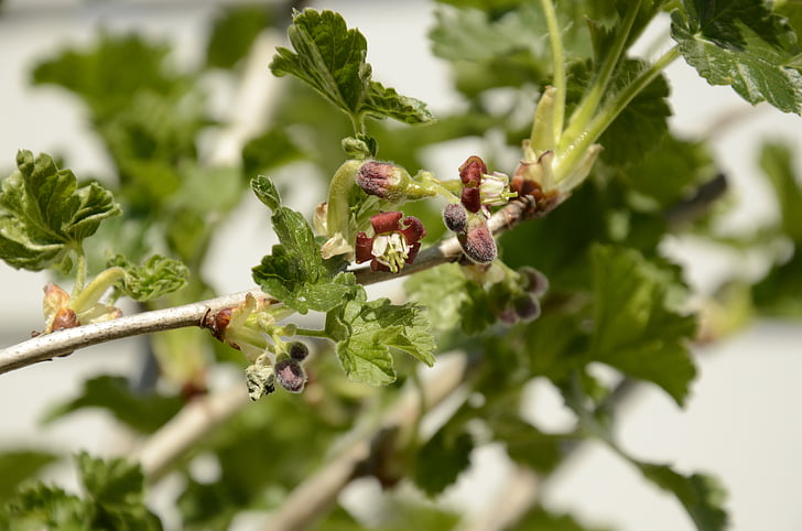 tayberry, スプラウト, 春, 小枝, 自然, 成長しています。
