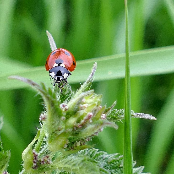 beetle, ladybug, stinging nettle, nature, meadow