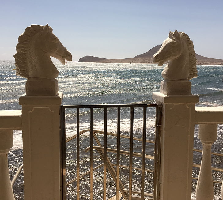 horses, horse heads, sea, view, outdoors