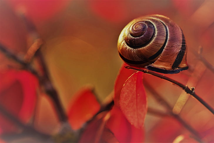 nature, snail, slow, garden, field, shell, animals