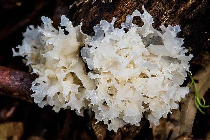 white brain jelly fungus, tremella ficiformis, jelly, gelatinous, fungus, white, sub-tropical