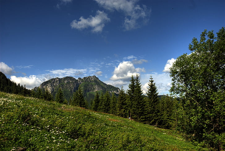 Tatry, Pologne, Czerwone wierchy, Forest, montagnes, panoramas, paysage