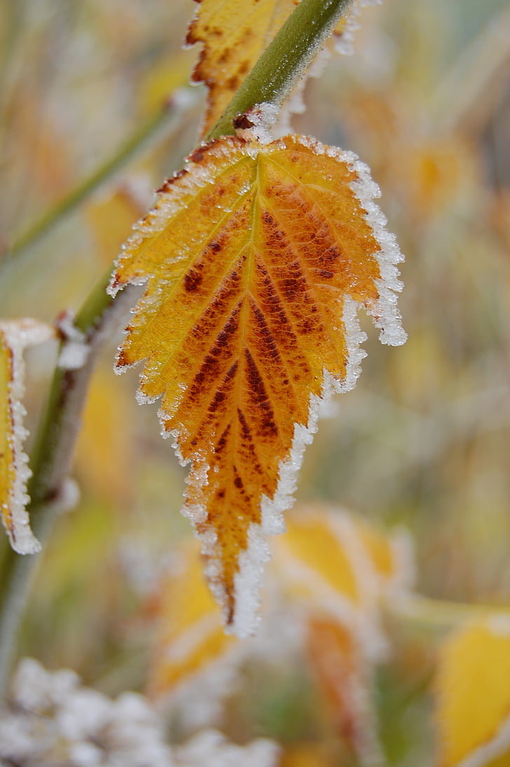 frost, autumn, leaf, hoarfrost, yellow, cold