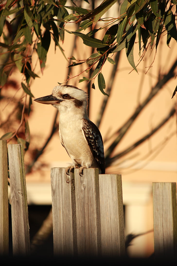 Kookaburra, australiano, recinzione, uccello, natura, albero di gomma