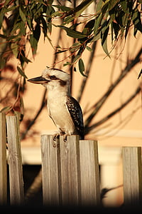 Kookaburra, australien, clôture, oiseau, nature, gommier