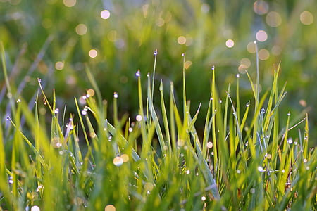 grass, blades, rosa, drops, water, morning, single
