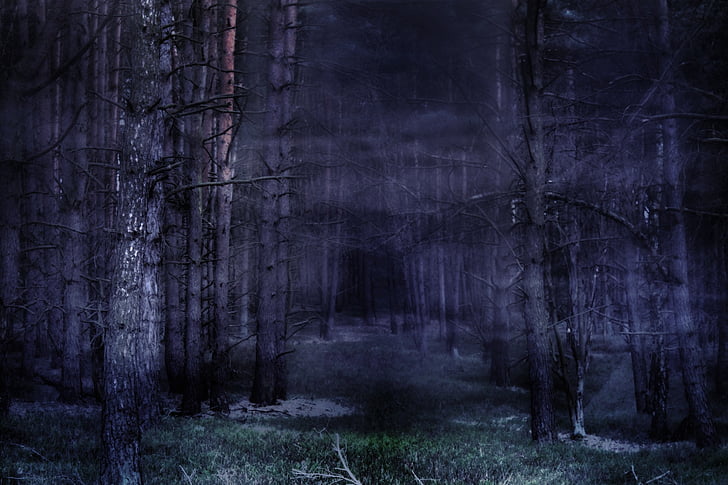 forest, fog, mystical, fairy tales, atmosphere, gespenstig, tree