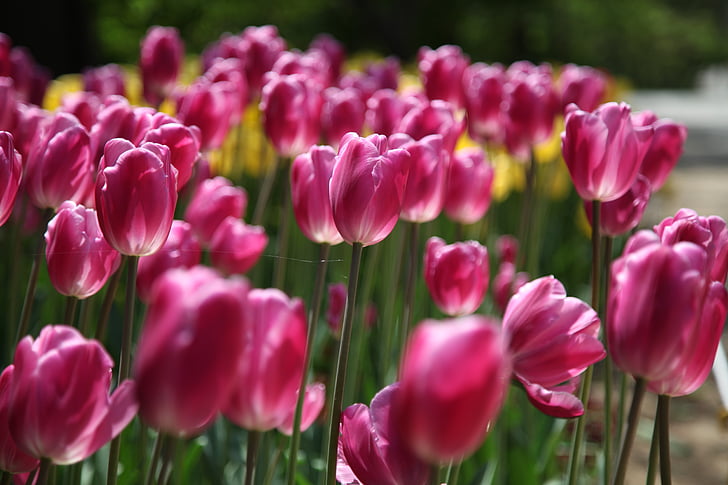 Tulip, blomster, planter, natur, haven, Arboretum, skov