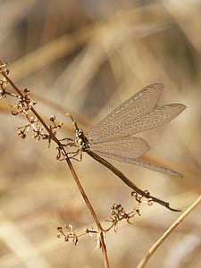étrange insecte, insecte ailé, beauté, en détail, ailes transparentes, nature, insecte