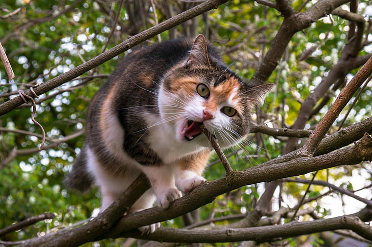 mačka, stúpanie, estetické, šťastie mačka, strom, pokúšať sa, Crunch