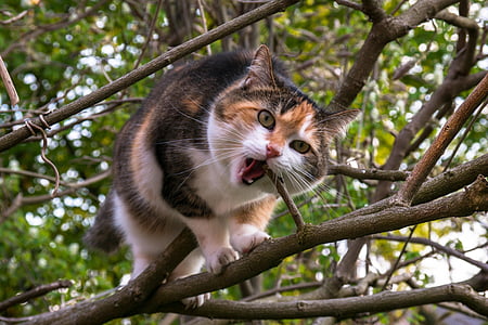 kucing, pendakian, estetika, beruntung kucing, pohon, menggigit, krisis