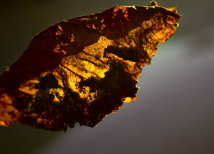 list, podzim, padajícího listí, Les, zlatý, strom, závod