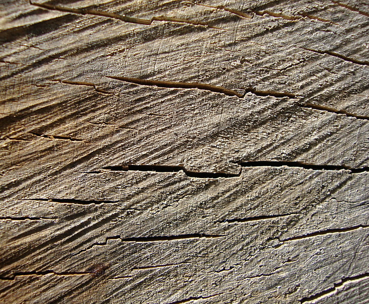 vetes de la fusta, tronc d'arbre, anells dels arbres, tronc, textura, registre