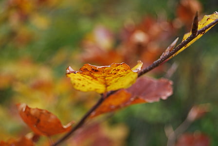 Blatt, rot, Orange, gelb, Herbst
