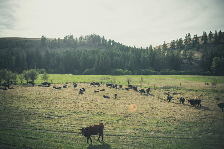 zvieratá, hovädzí dobytok, vidiek, krava, ornú, farma, poľnohospodárska pôda