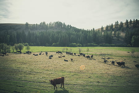 dieren, vee, platteland, koe, akkerland, boerderij, landbouwgrond